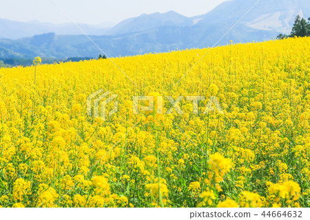 Beautiful Yellow flowers blossoming in spring day Beautiful Yellow flowers blossoming in spring day 44664632