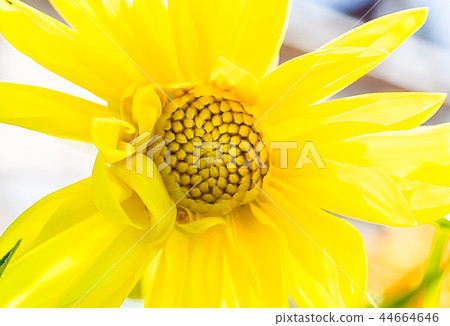 Macro photo of a yellow chrysanthemum Macro photo of a yellow chrysanthemum 44664646