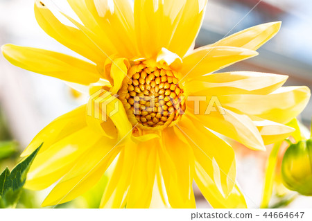 Macro photo of a yellow chrysanthemum Macro photo of a yellow chrysanthemum 44664647
