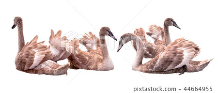set of two swans couples isolated on white backgro set of two swans couples isolated on white backgro 44664955