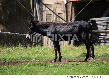 donkey on the farm donkey on the farm 44664959