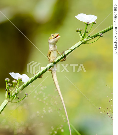 Chameleon with happy day 44664999