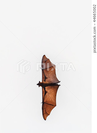 Bats are flying 44665002