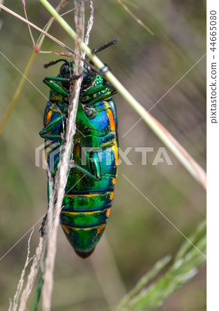 Jewel beetle in field macro shot 44665080