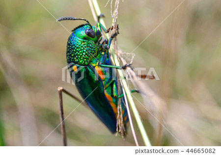 Jewel beetle in field macro shot Jewel beetle in field macro shot 44665082