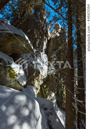 Winter Hungarian Stone boulder rock in fir forest 44665094