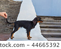 Hand holding tail of black russian terrier 44665392
