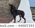 Black russian terrier standing 44665393