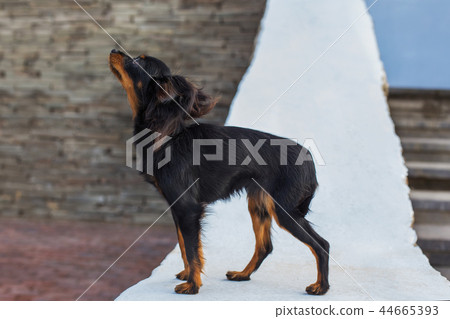 Black russian terrier standing 44665393