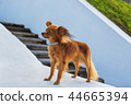 Red russian terrier standing 44665394