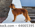 Red russian terrier standing 44665395