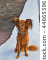 Red russian terrier with blue  leash sitting 44665396