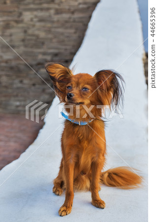 Red russian terrier with blue  leash sitting 44665396