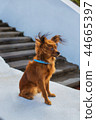 Red russian terrier with blue  leash sitting 44665397