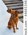 Red russian terrier with blue  leash sitting 44665398