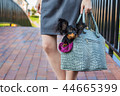 Black Russian Terrier sitting in bag 44665399