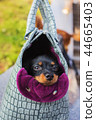 Black Russian Terrier in dog carrying bag 44665403