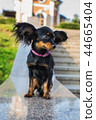 Black russian terrier with pink  leash sitting 44665404
