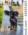 Black russian terrier on leash sitting 44665405