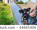 Black russian terrier standing near backpack 44665406