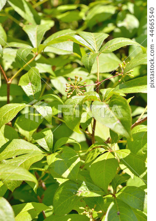 Tree: Ezukogi Ukogi family Tree: Ezukogi Ukogi family 44665540