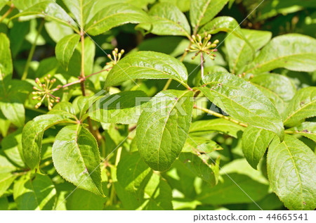 樹:Ezukogi Ukogi家族 樹:Ezukogi Ukogi家族 44665541