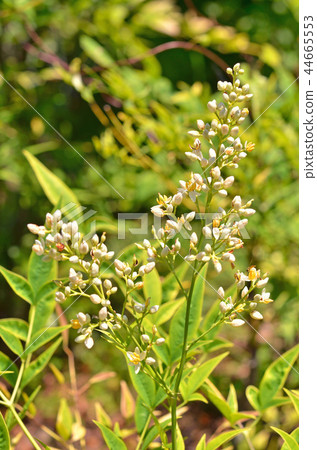 Tree: Shironanten Megi family Tree: Shironanten Megi family 44665553