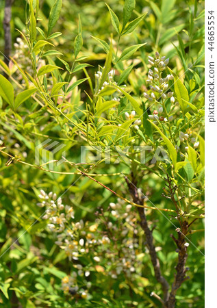 Tree: Shironanten Megi family 44665554