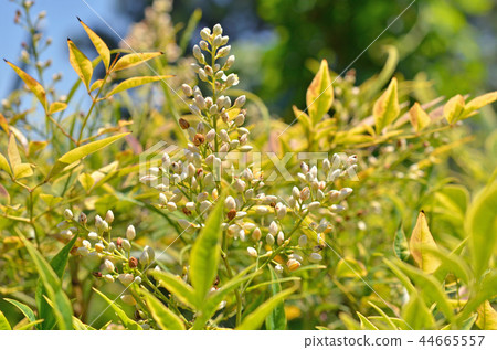 樹:Shironanten Megi家庭 樹:Shironanten Megi家庭 44665557