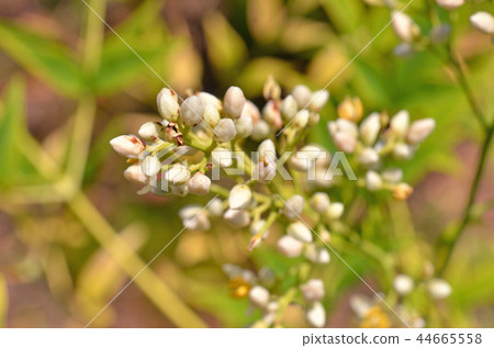 樹：Shironanten Megi家庭 44665558