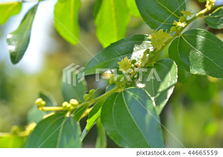 樹:紅棗粉 樹:紅棗粉 44665559