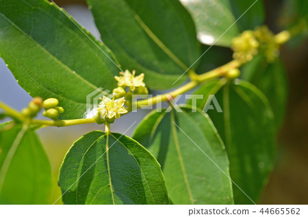 Tree: Jujube Powder Tree: Jujube Powder 44665562