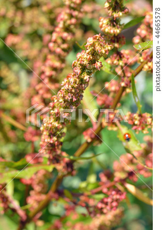 植物：蝌蚪科 44665578