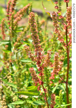 Plant: Family Tadaceaceae 44665579