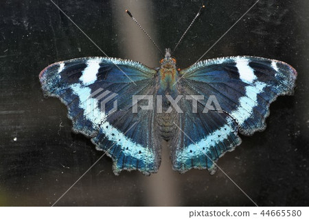 Ruritateha sitting on a window glass 44665580