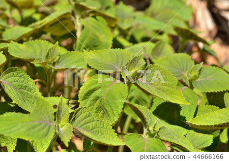 Plant: Lemon Sesame Seeds 44666166