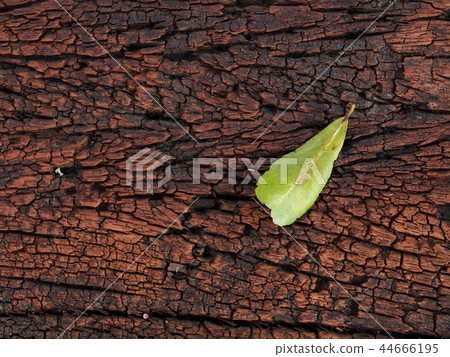 close up of old aged weathered cracked brown wood  44666195