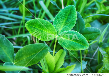 Closeup of three leafs with 44666238