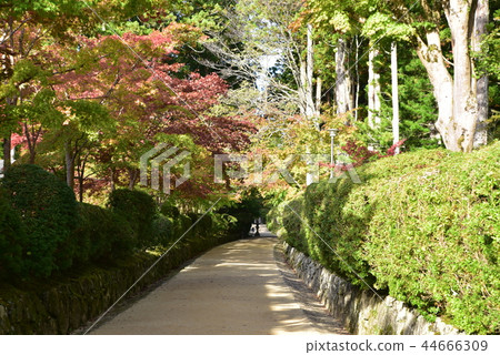 【紀伊山脈的世界遺產聖地和參拜路線】和歌山縣伊東郡高野町開始著色的風箱路 【紀伊山脈的世界遺產聖地和參拜路線】和歌山縣伊東郡高野町開始著色的風箱路 44666309