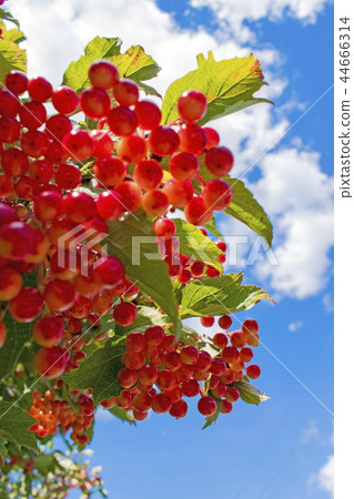 Red viburnum berries on branch in the garden. Green foliage backlit by the sun. Red viburnum berries on branch in the garden. Green foliage backlit by the sun. 44666314