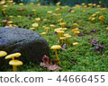 Yellow mushroom beside the world heritage 44666455