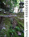 Kirikawa mushroom 44666456