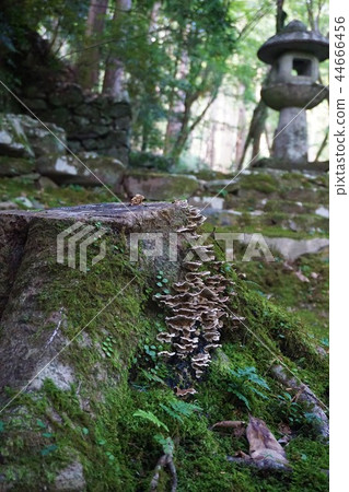 Kirikawa mushroom Kirikawa mushroom 44666456