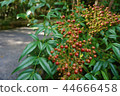Nandina fruit　 44666458