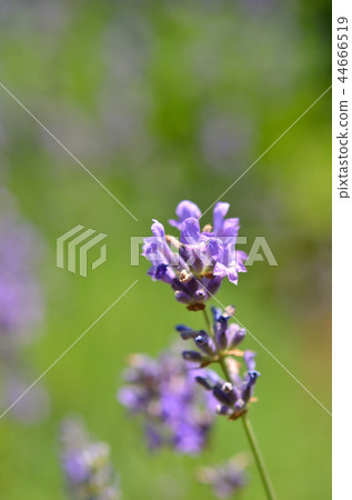 Trees: Lavender Trees: Lavender 44666519
