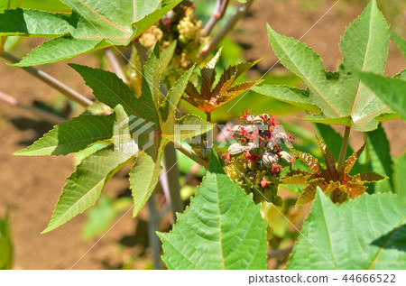 植物:蓼科 植物:蓼科 44666522