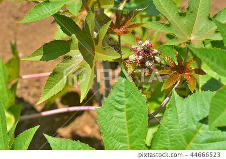 植物：蓼科 44666523