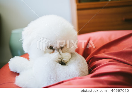 玩具獅子狗睡午覺 玩具獅子狗睡午覺 44667020