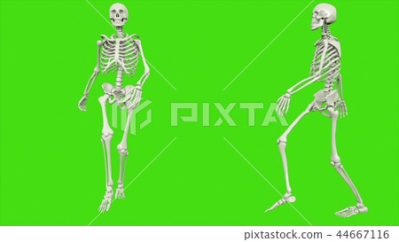 Skeleton walk on green screen. 3D rendering 44667116