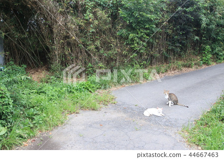 Wild cats in Tome City, Miyagi Prefecture 44667463
